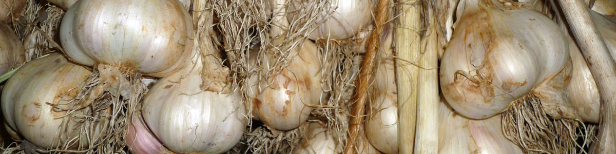 curing-garlic