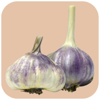 All Garlic