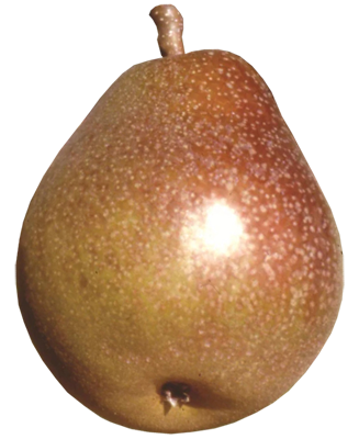honeysweet-pear